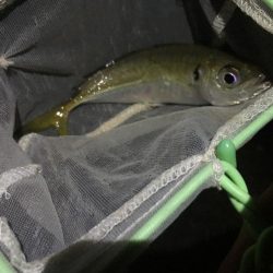 夜サビキでアジ良好